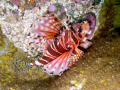   Lion Fish Julian Rocks  